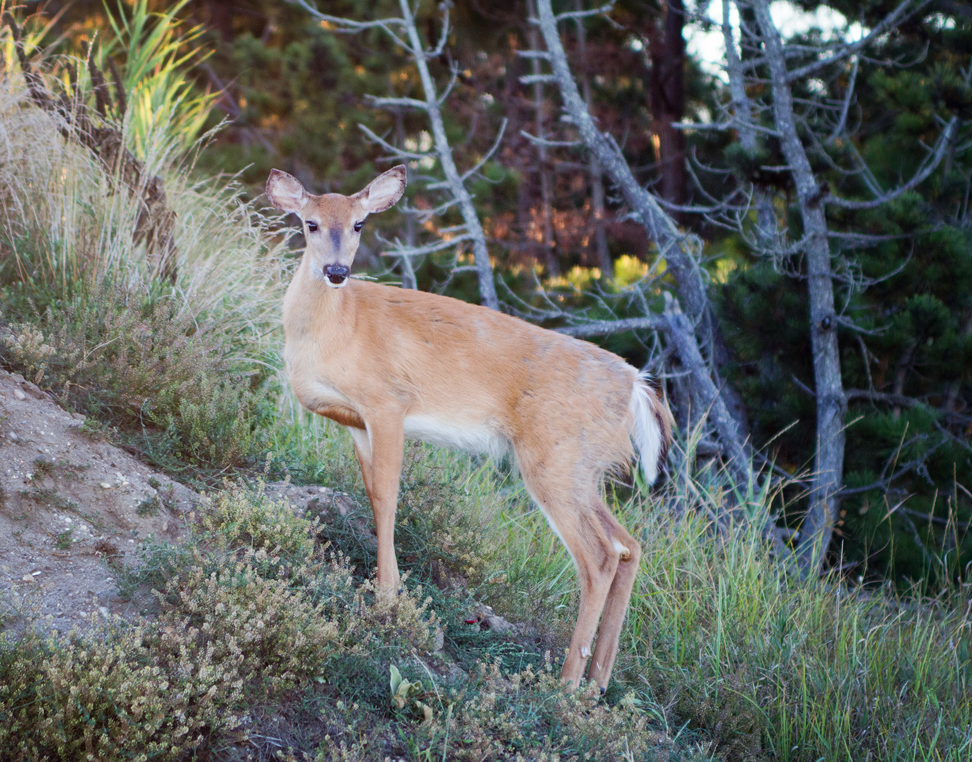 fashion schlub plus size bettye rainwater 8.22.16 6 resized