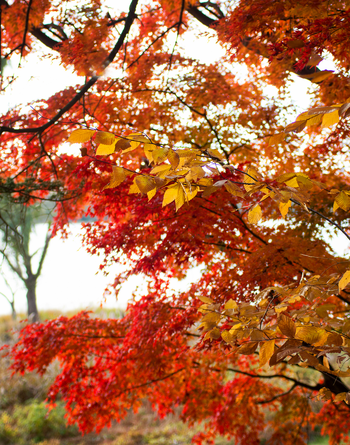 fashion-schlub-bettye-rainwater-plus-size-11-19-16-3-resized