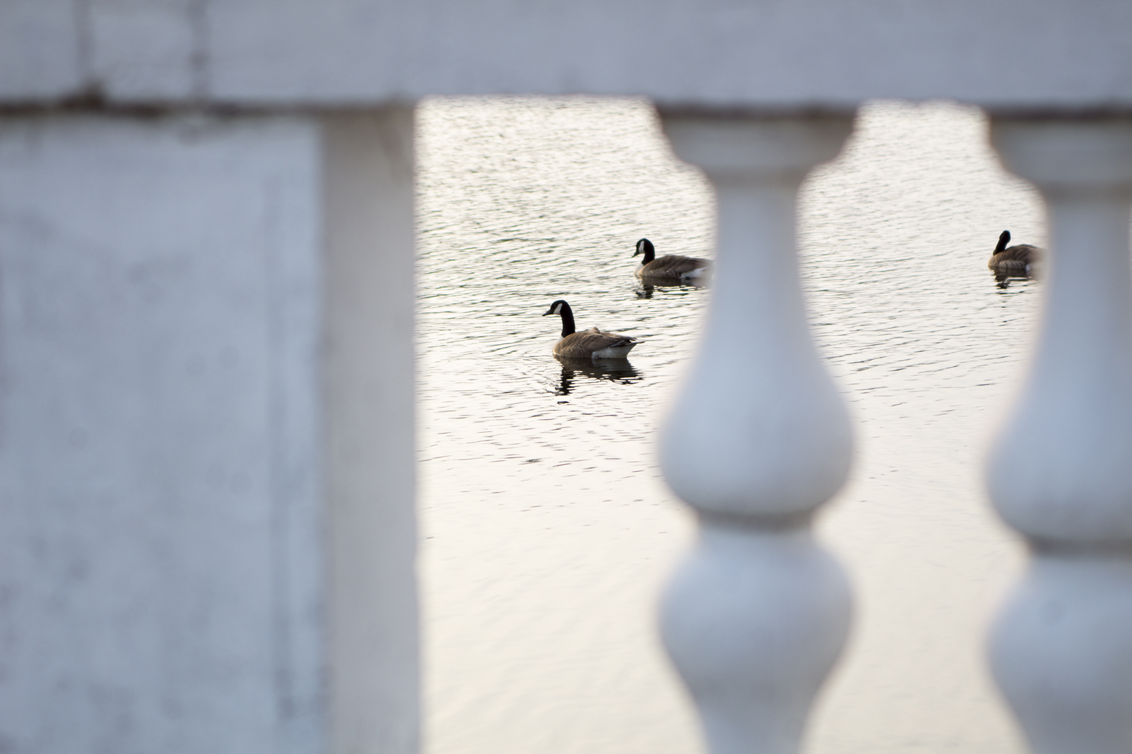 fashion schlub plus size fashion over 50 blogger bettye rainwater 4.20.17 10 resized