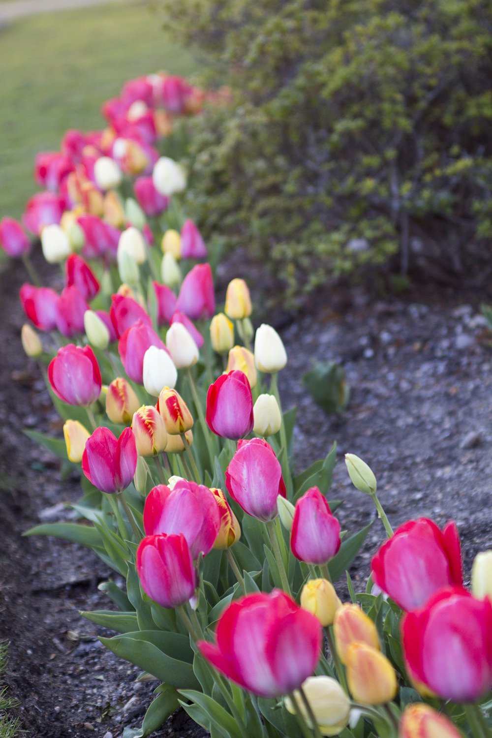 fashion schlub plus size fashion over 50 blogger bettye rainwater 4.20.17 11 resized