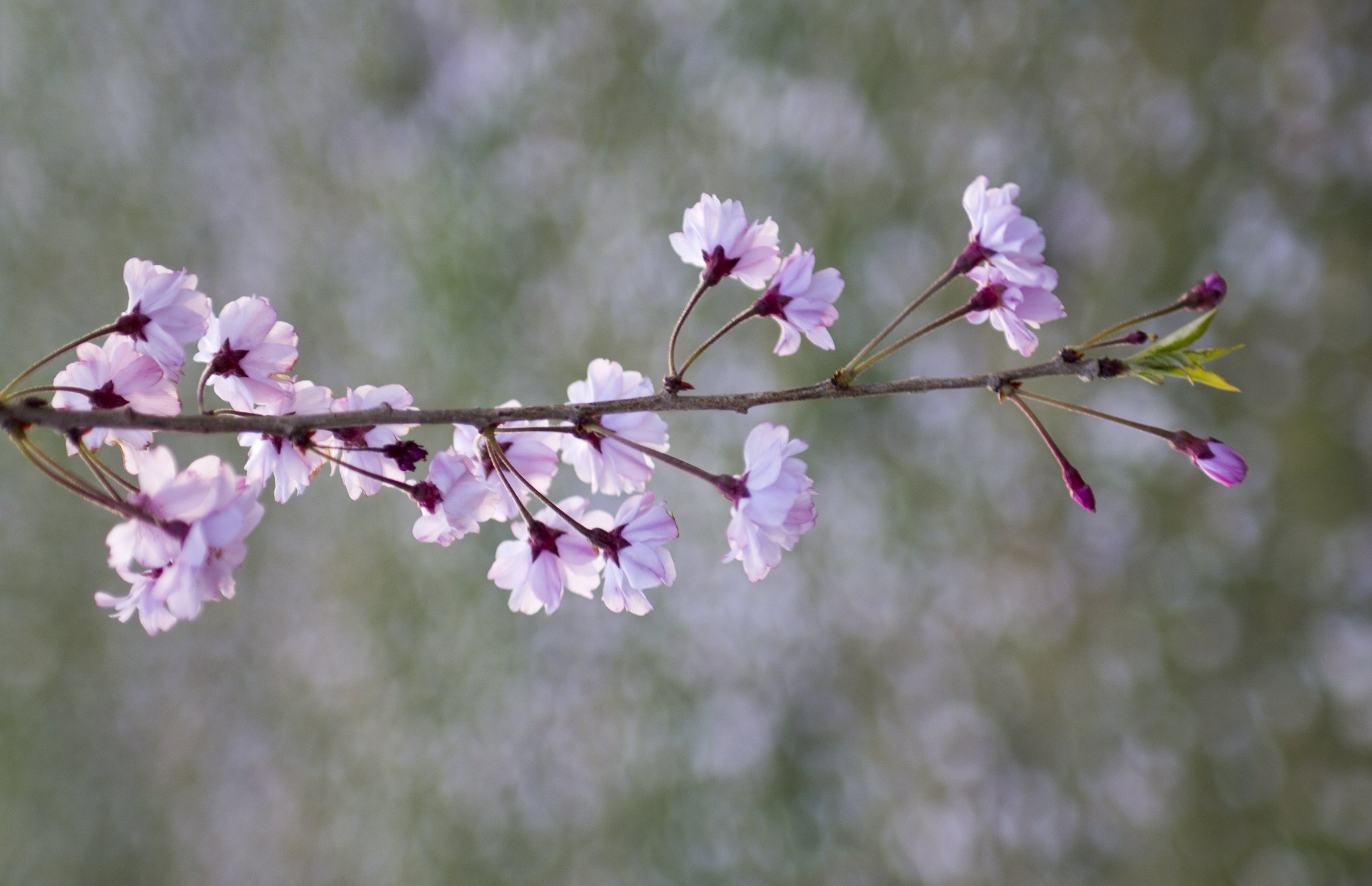 fashion schlub plus size fashion over 50 blogger bettye rainwater 4.20.17 8 resized