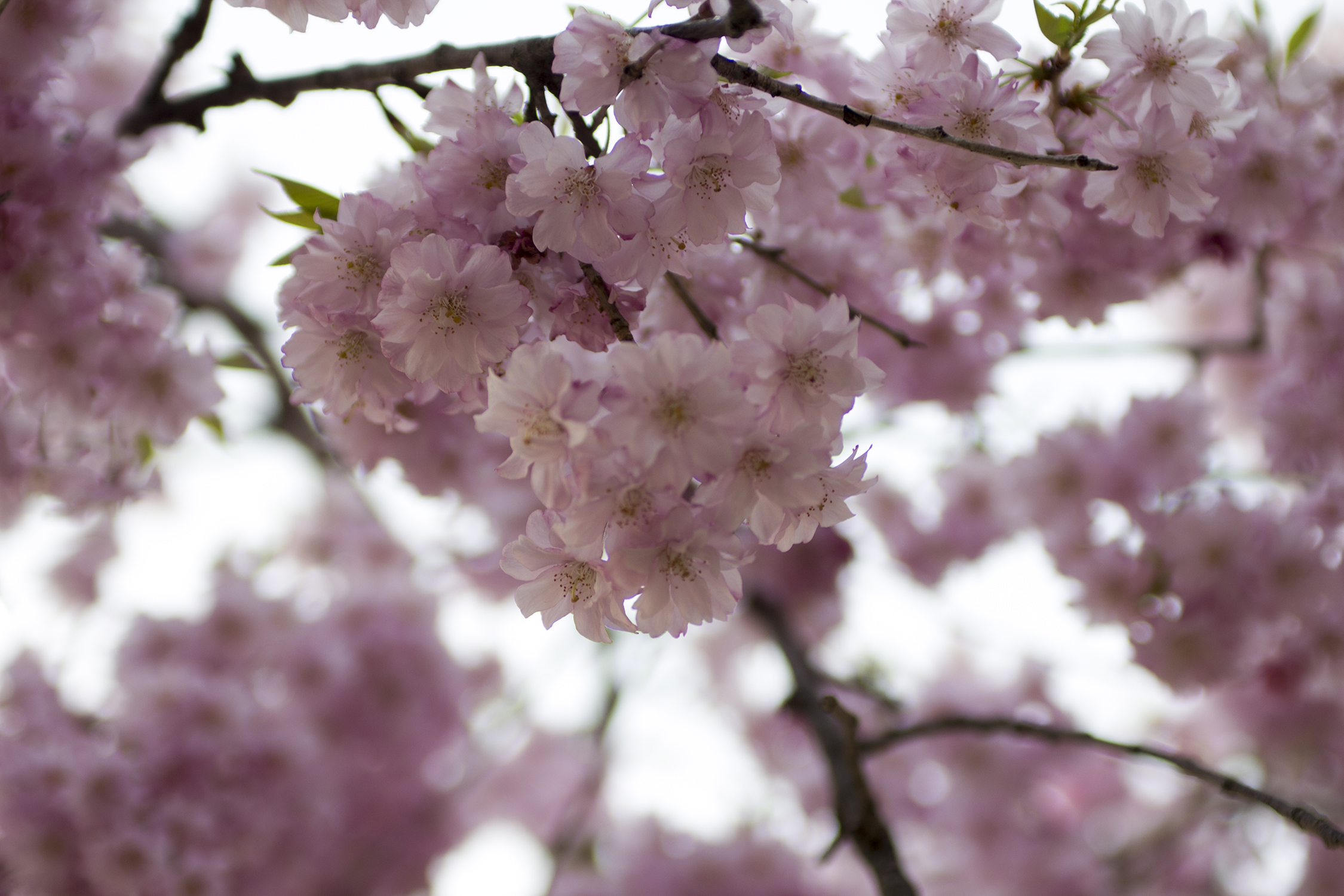 fashion schlub plus size fashion over 50 blogger bettye rainwater 4.20.17 9 resized