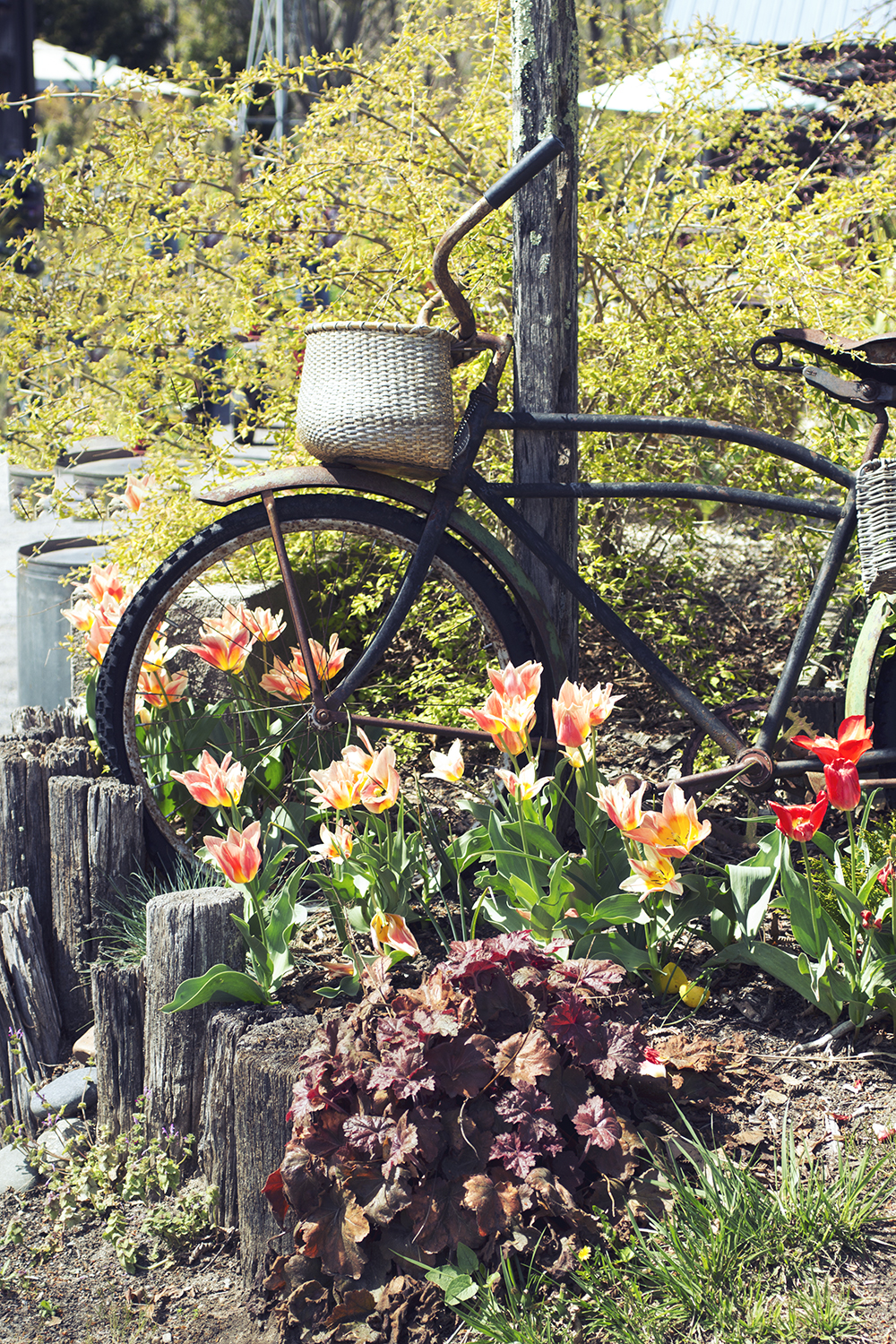 peconic river herb farm 4.23.17 2