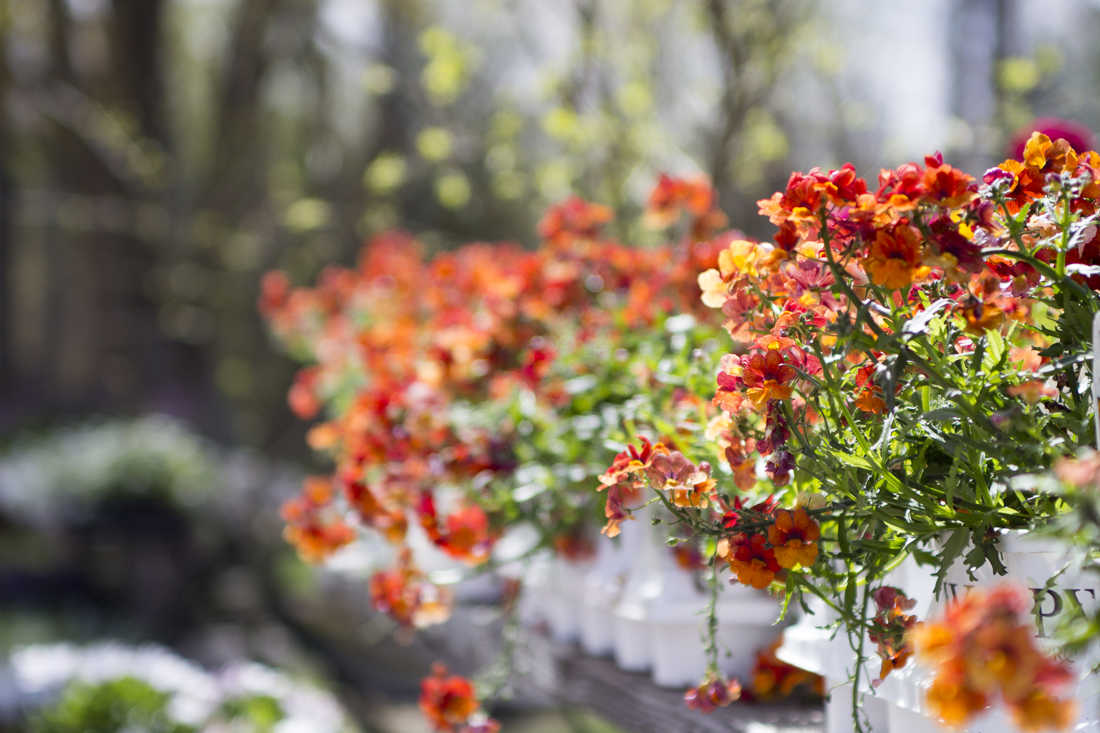 peconic river herb farm 4.23.17 6