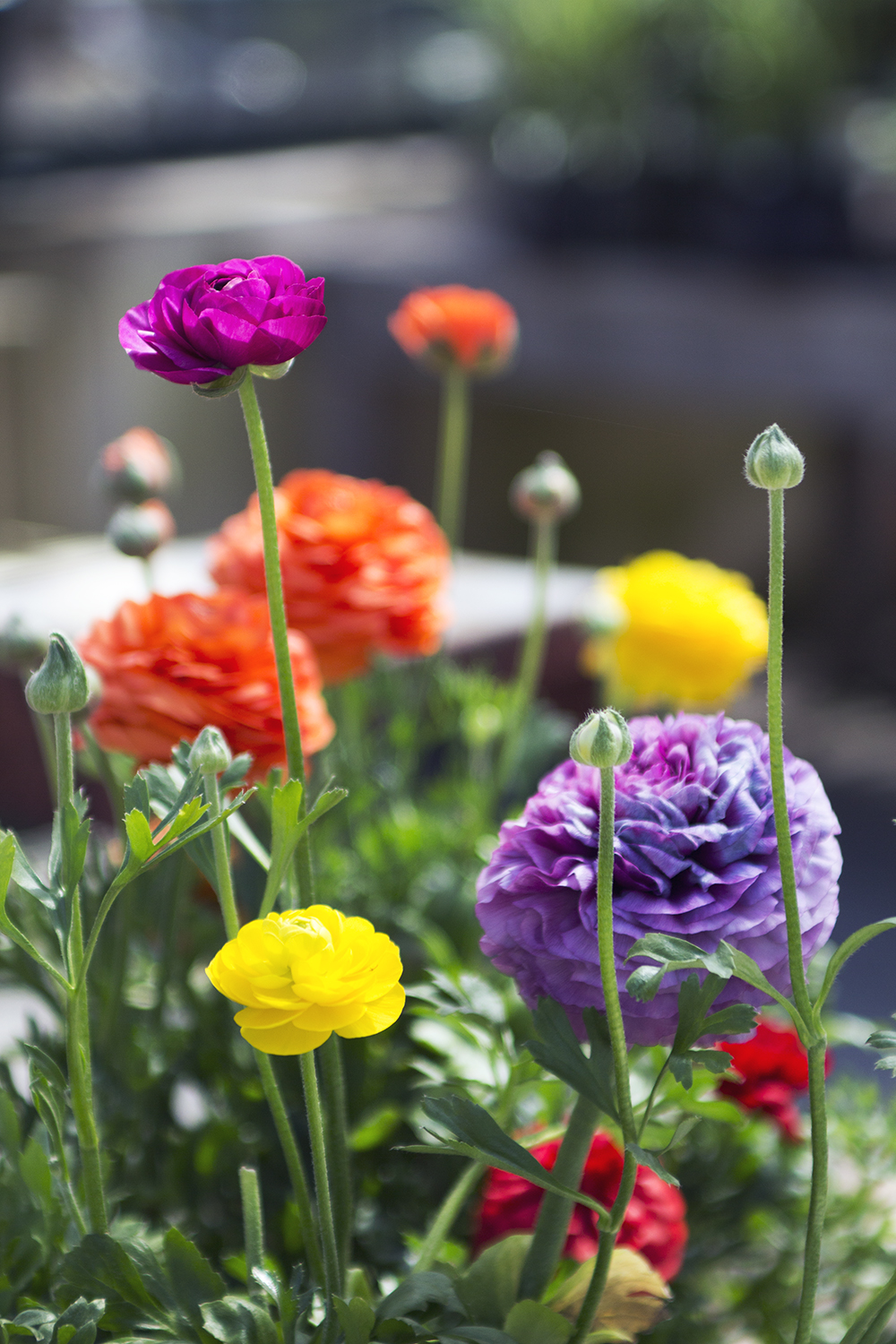 peconic river herb farm 4.23.17 7