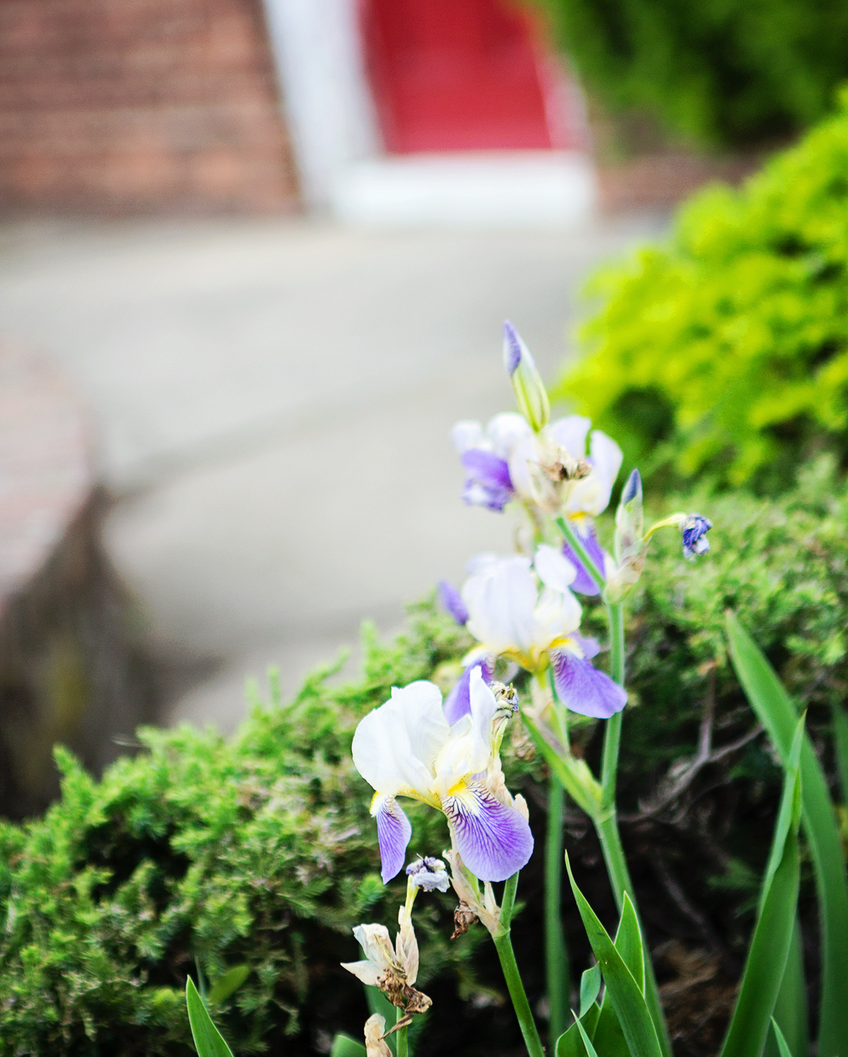 fashion schlub bettye rainwater plus size blogger 5.27.17 8 resized