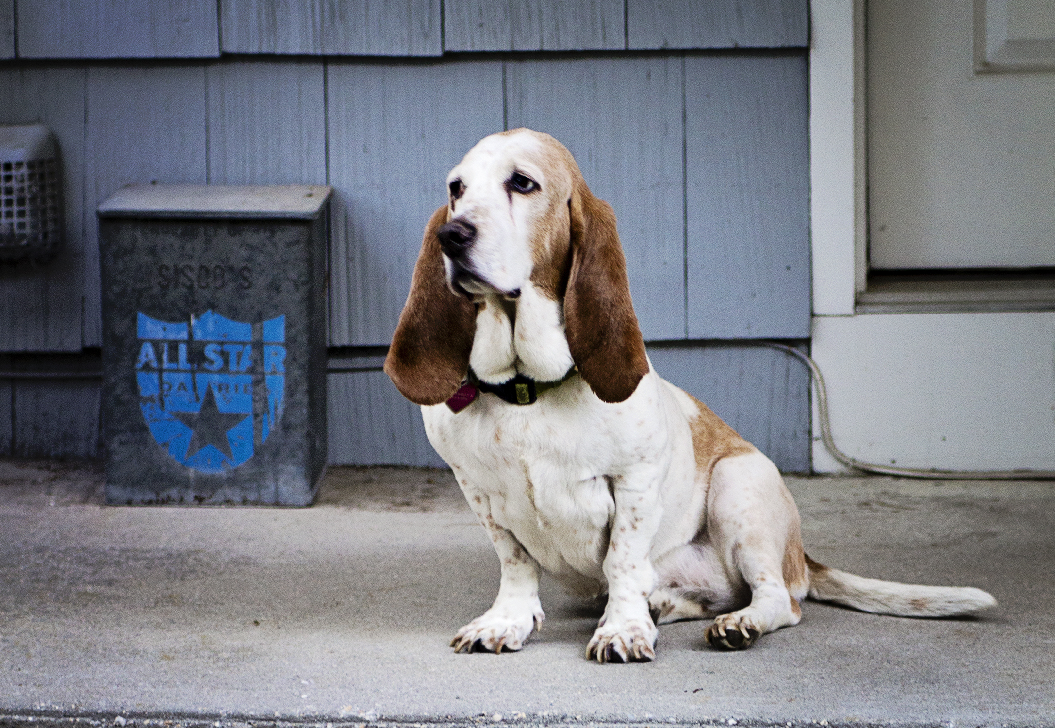 bassett hound, lemon bassett, dog