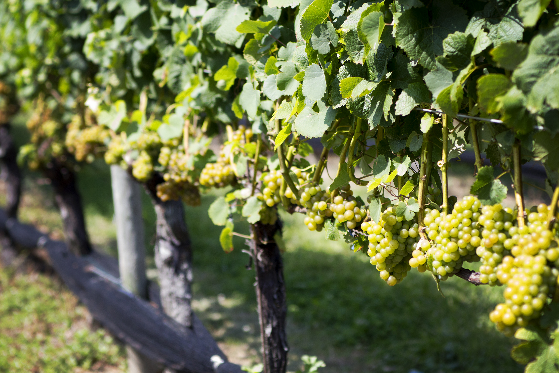 fashion schlub bettye rainwater plus size blogger 8.27.17 4 blogsized