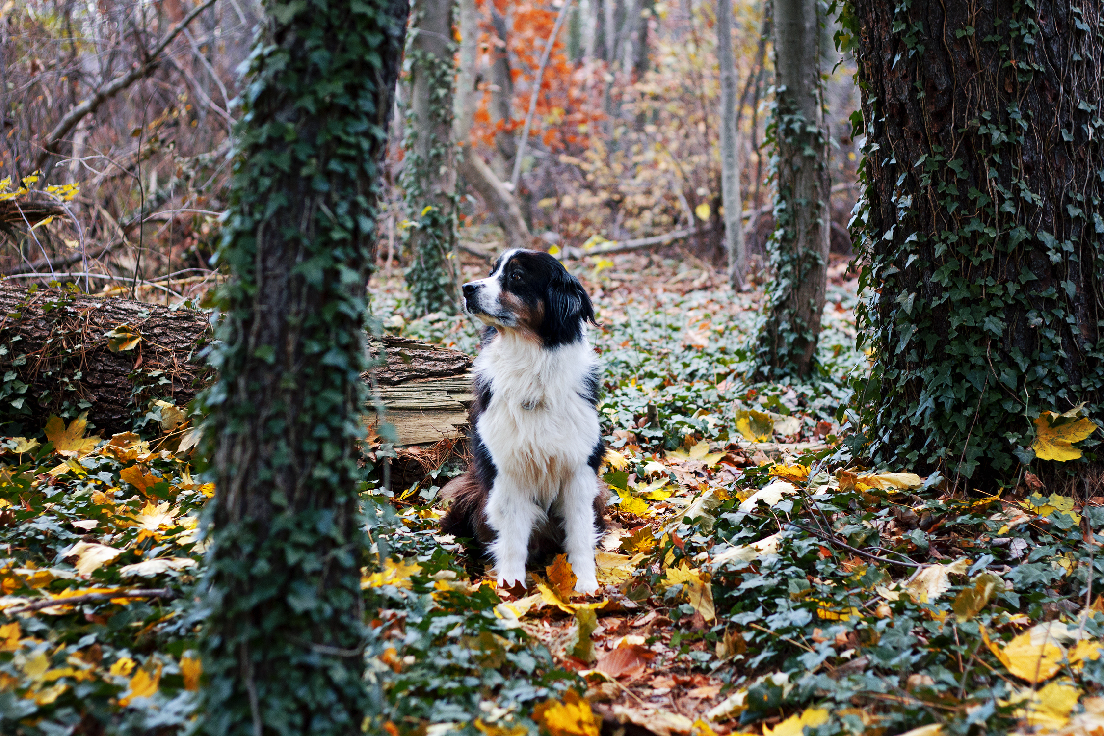 2014_11_28 Caleb Welwyn Preserve resized