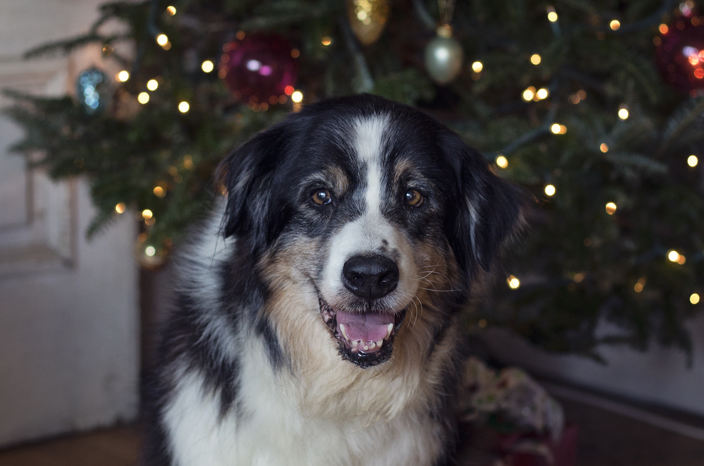 christmas 2017 6 resized