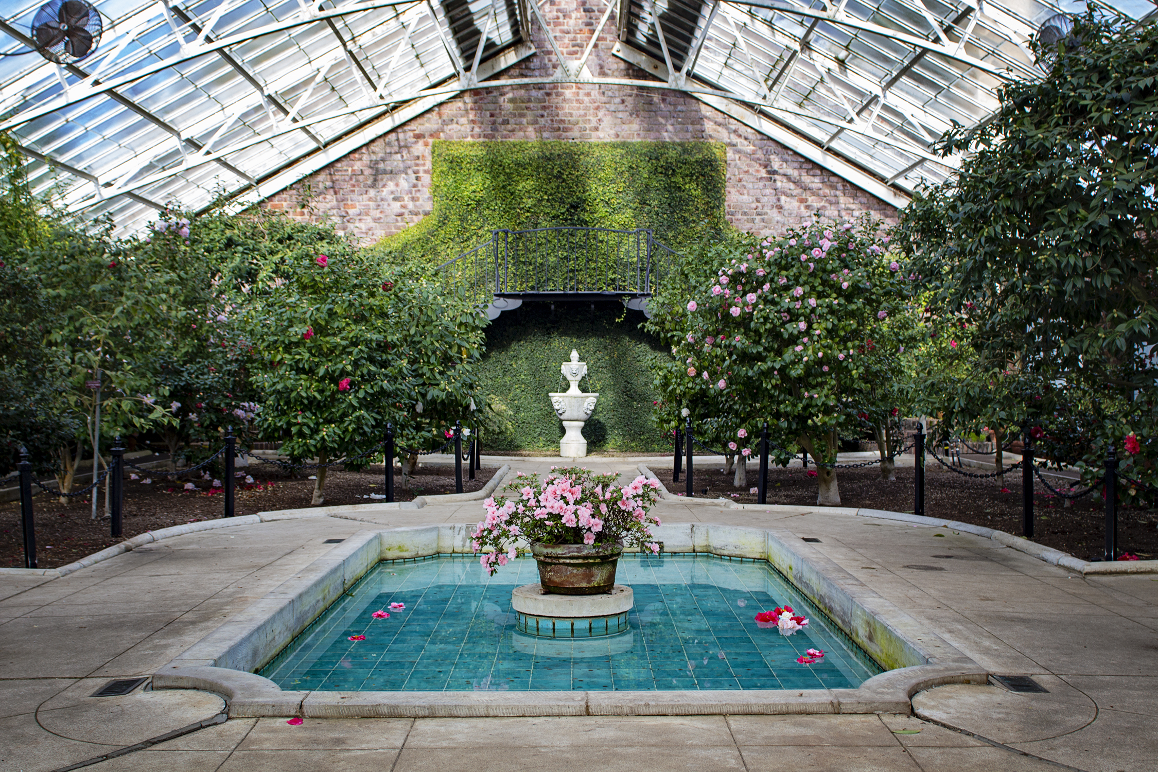 planting fields camellia house 1.21.18 resized