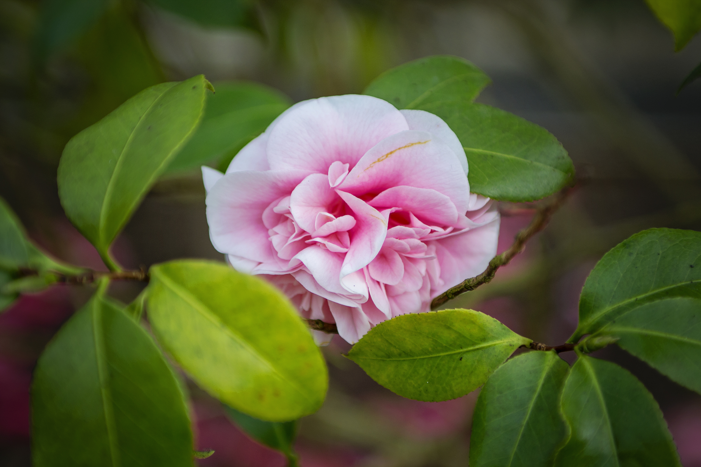 bettye rainwater fashion schlub over 50 style long island plus size blogger 1.21.18 9 resized