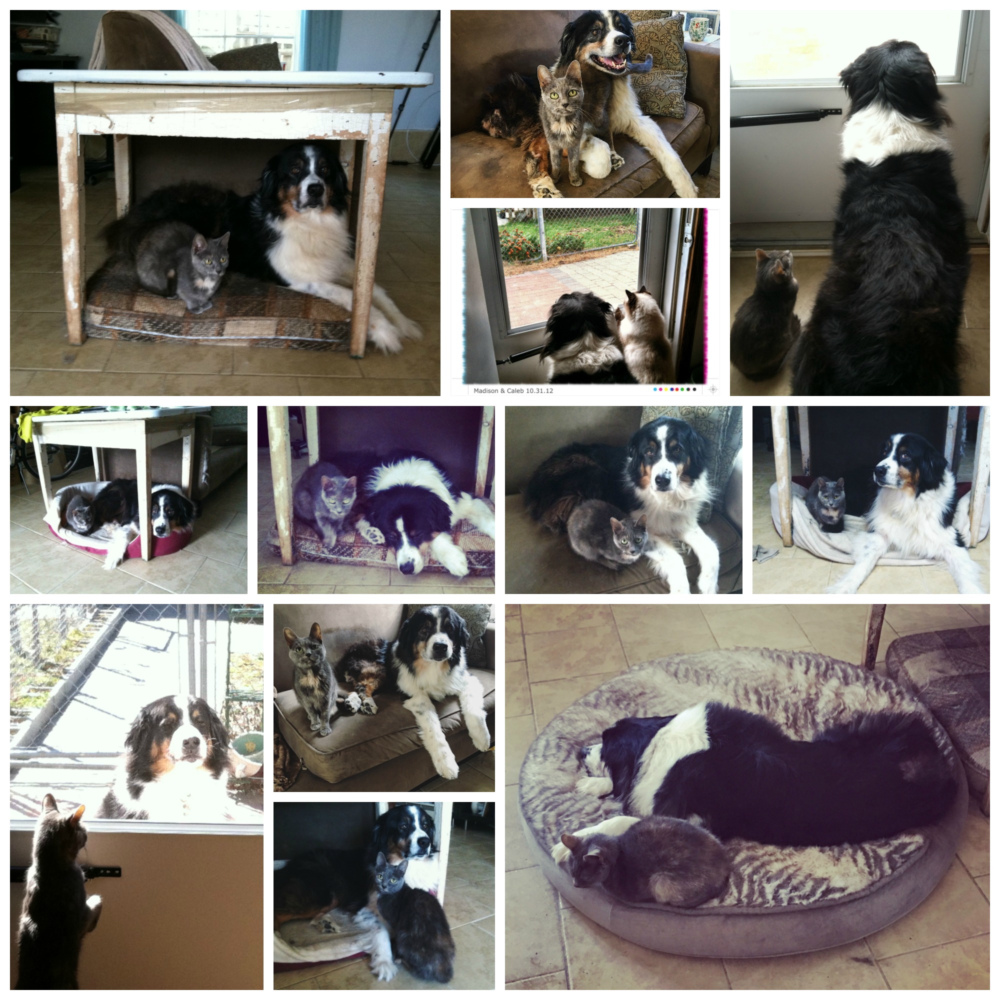 caleb and his kitties collage 1