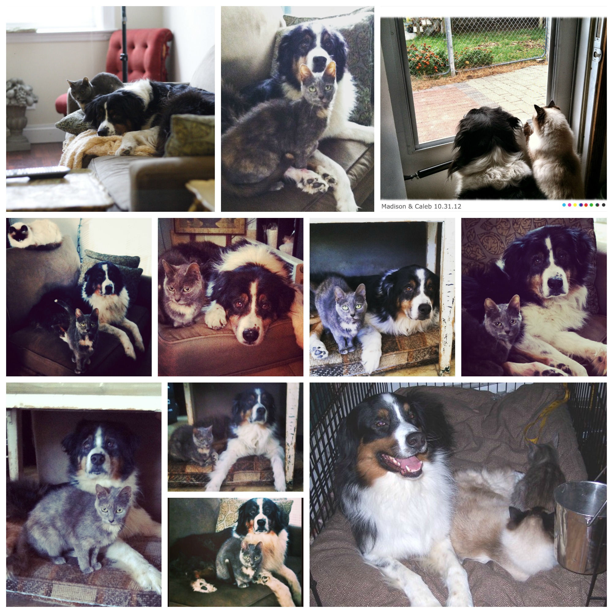 caleb and his kitties collage 2