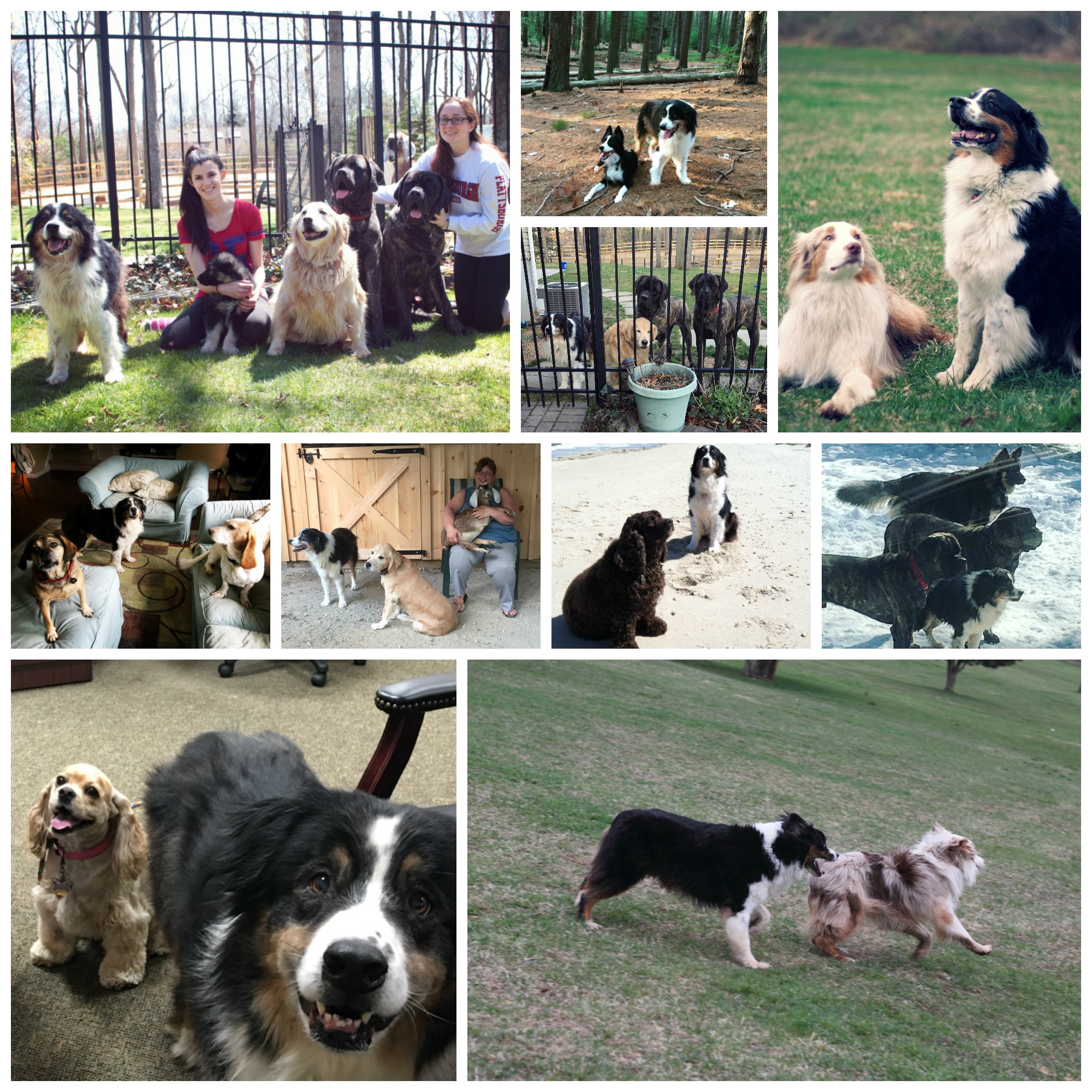 caleb and other animals collage 1