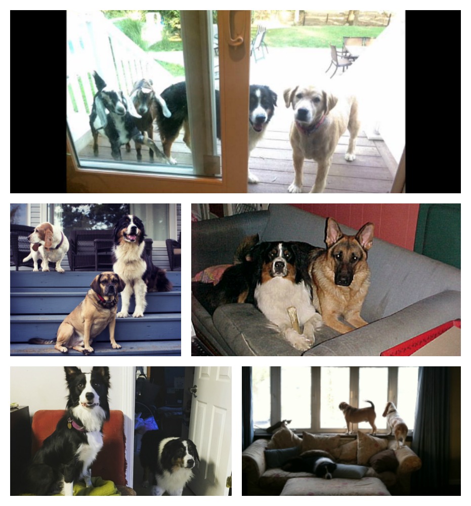 caleb and other animals collage 2