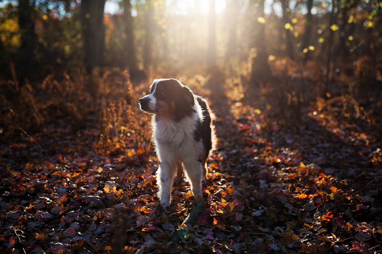 caleb sunrise 11.8.15