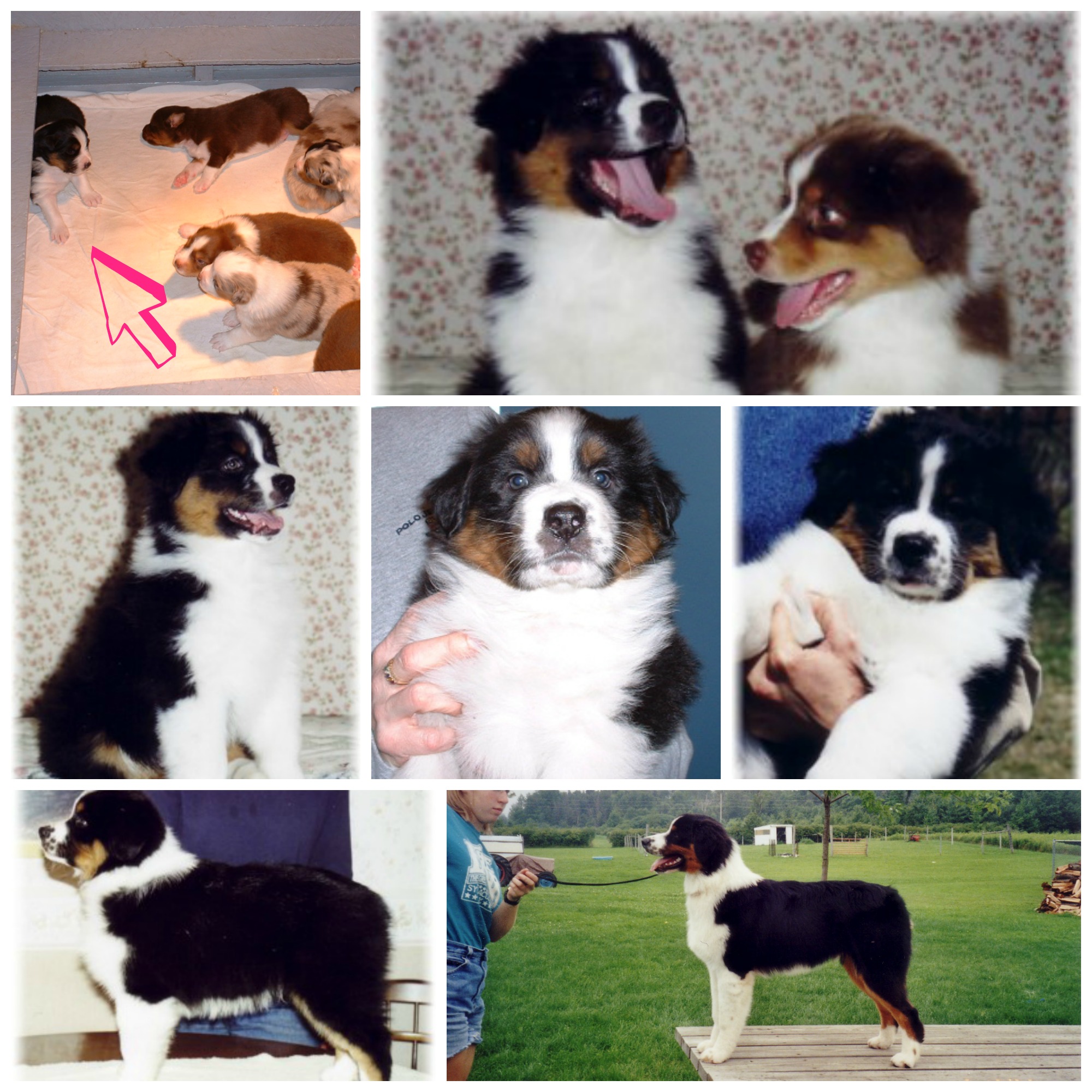 puppy collage