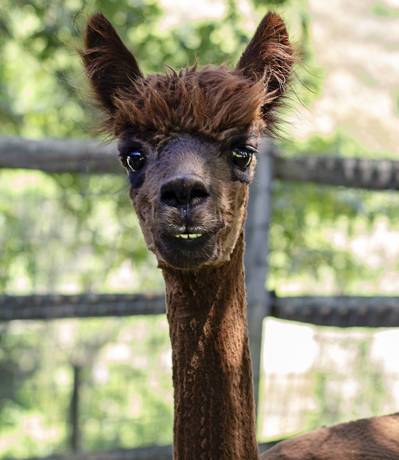 linda and alpaca faraway farms 6.16.18 4 resized