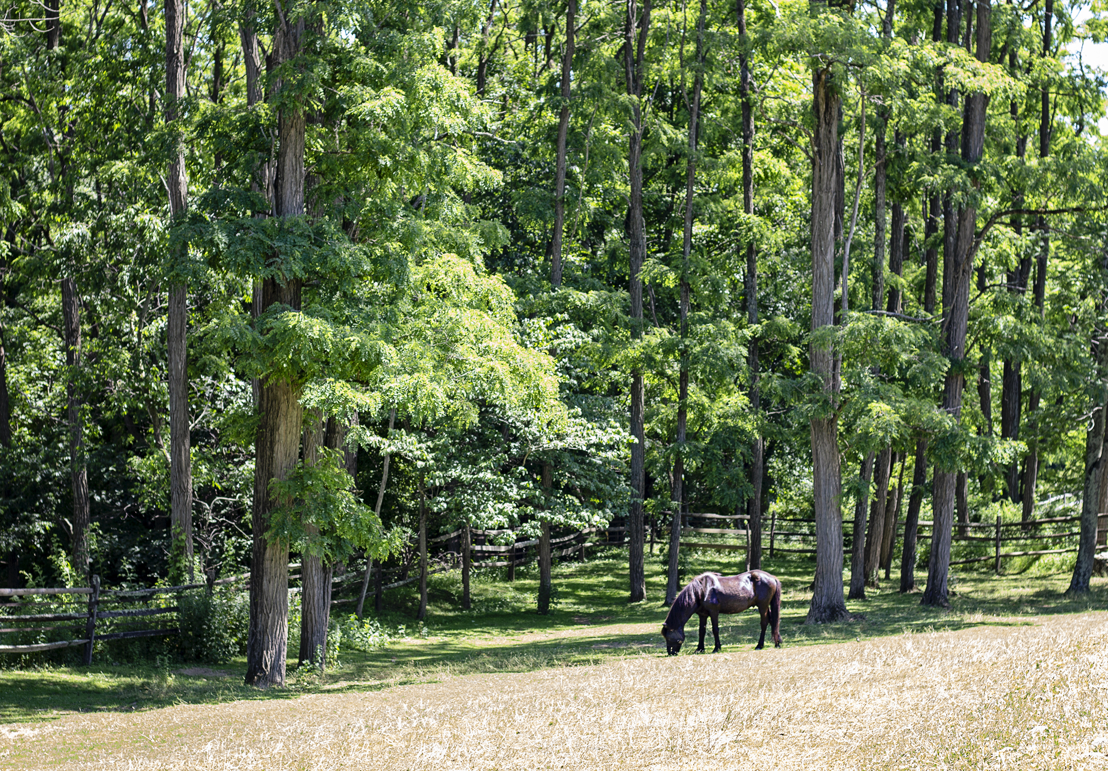 linda and alpaca faraway farms 6.16.18 6 resized