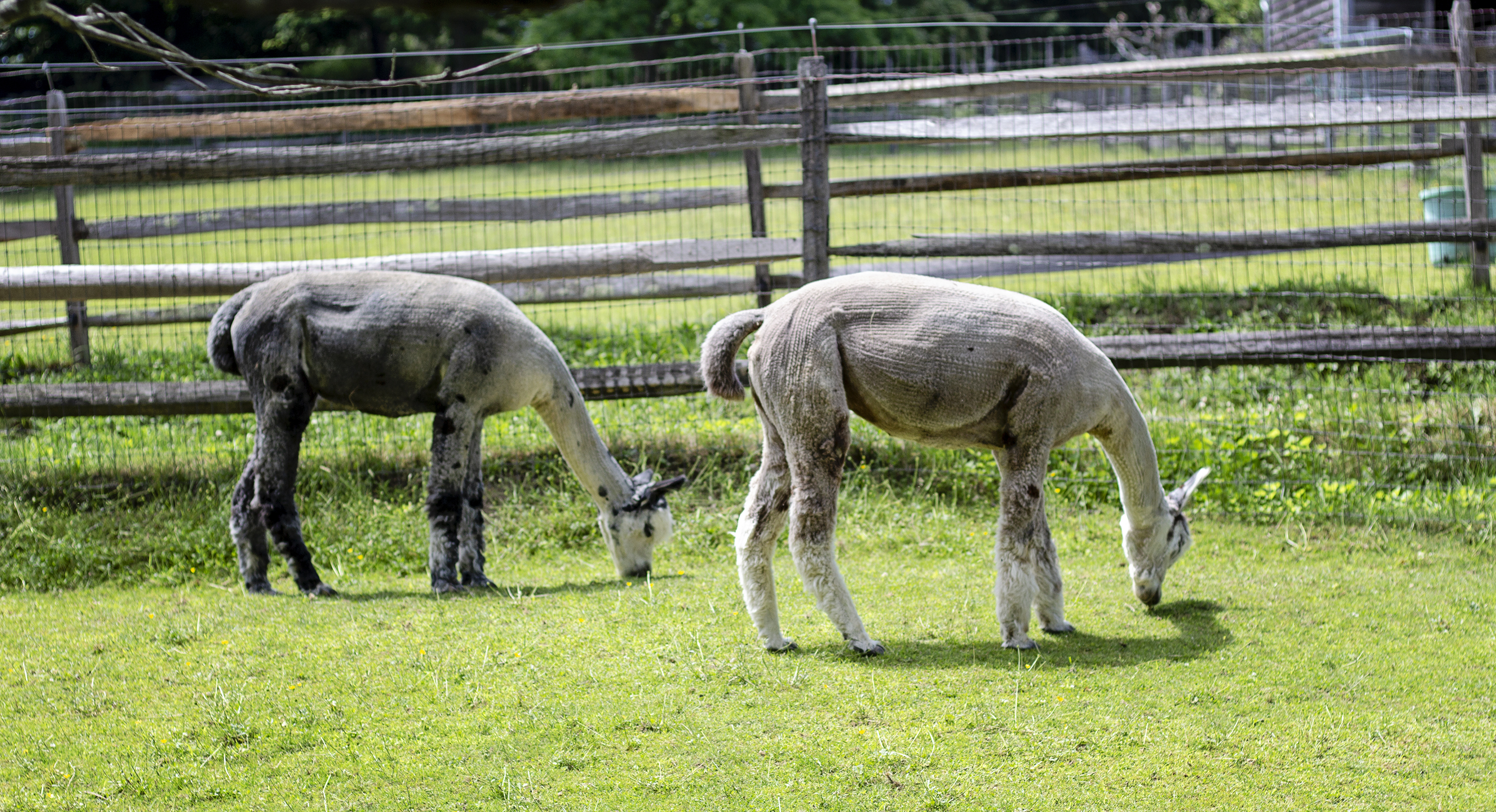 linda and alpaca faraway farms 6.16.18 8 resized