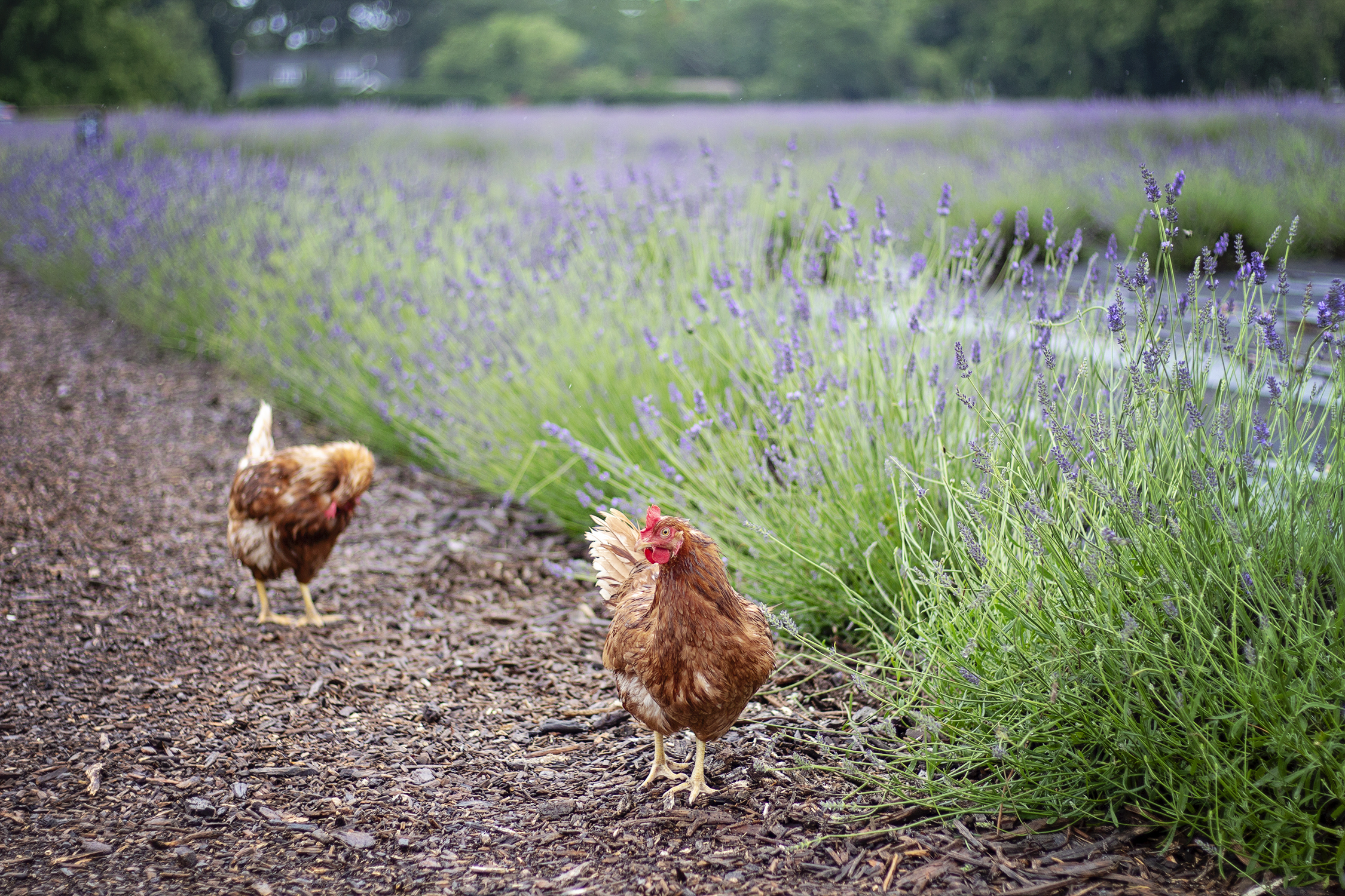 fashion schlub bettye rainwater long island plus size fashion blogger 7.6.18 7 resized
