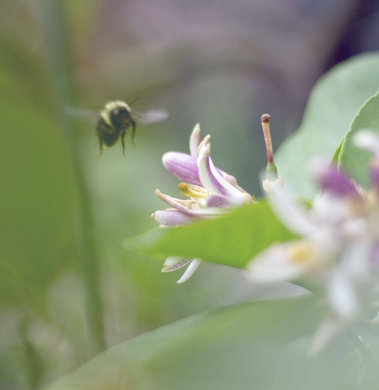 bridge gardens bridgehampton 9.23.18 2 resized