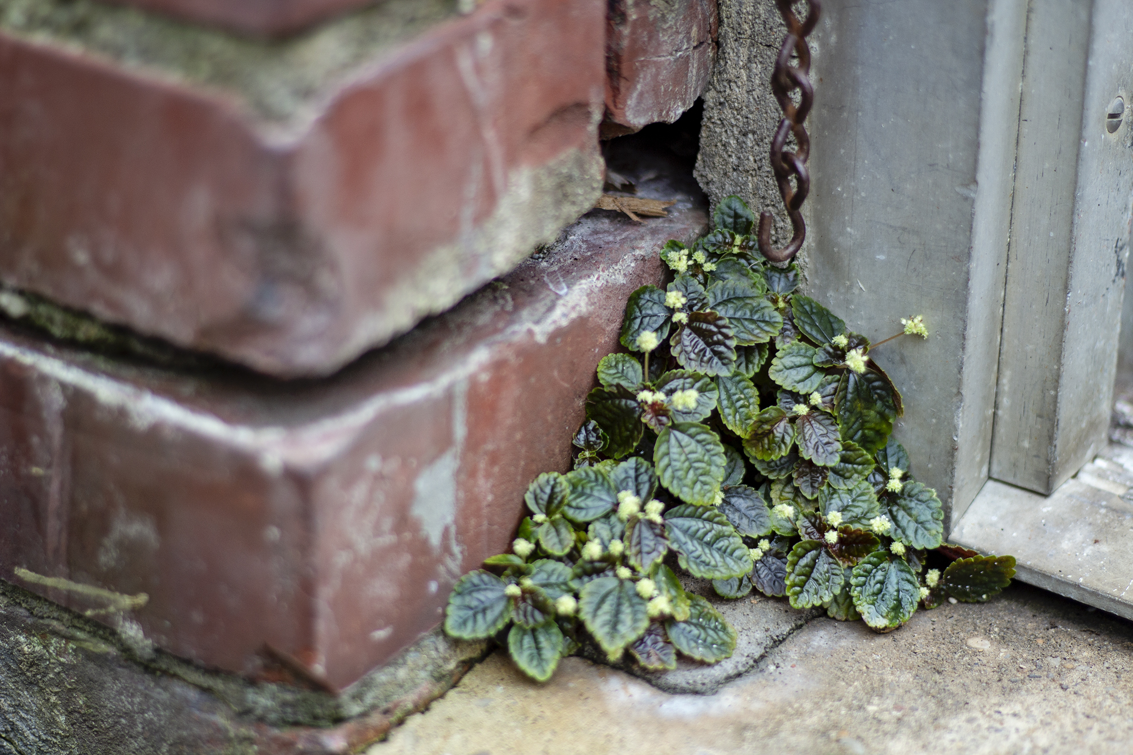 bettye rainwater long island photography wave hill 10.7.18 3 resized