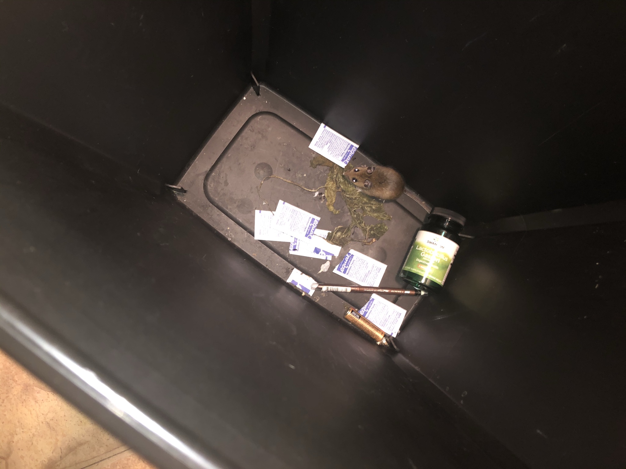 I was able to save my little friend this time before it was too late