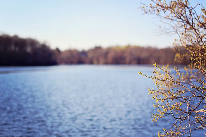gentle view of pond in solitude